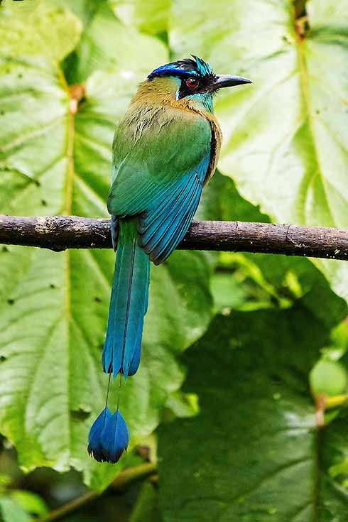 Quetzal