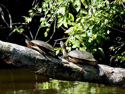 Tortuguero