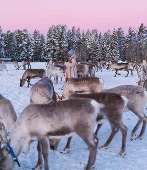 KujalaReindeerFarm
