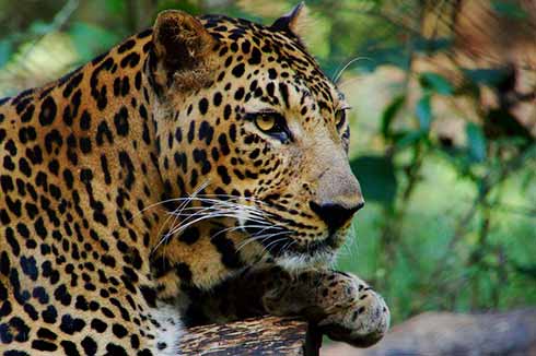 Parc national Kruger